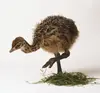 /product-detail/ostrich-chicks-62006895519.html
