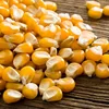 /product-detail/high-quality-yellow-maize-corn-50038042631.html