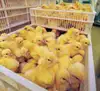 /product-detail/broiler-chicks-for-sale-for-chicken-house-62008976123.html