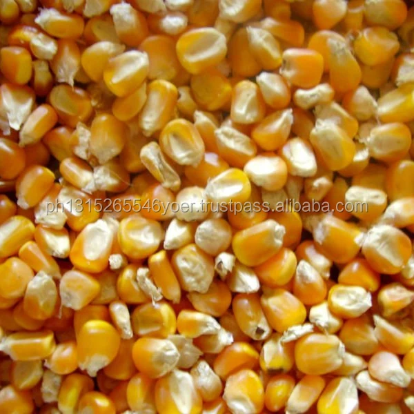 Dried bulk yellow maize/ White Corn