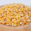 Wholesale High Quality Yellow Maize Corn