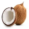 coconuts - cocos nucifera