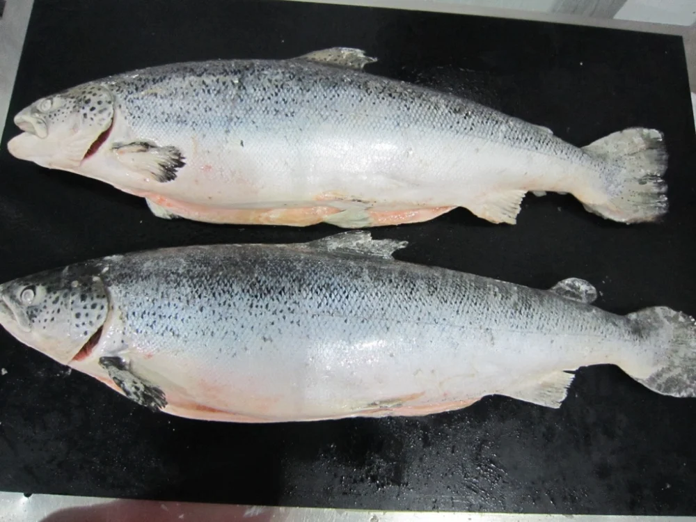 frozen whole atlantic salmon from norway