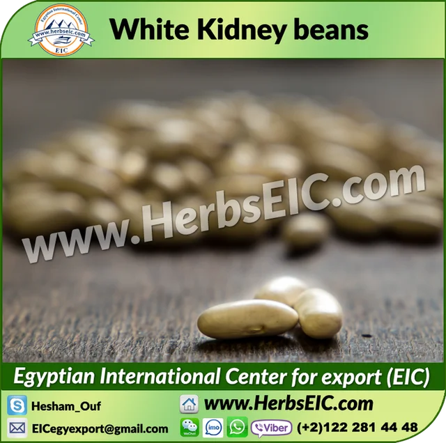 egyptian bulk white kidney bean manufacturer