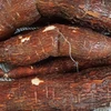 Fresh Sweet Manioc/Cassava from Sri Lanka