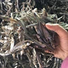 SALE/SELL/BUY/FIND FROZEN ANCHOVY FISH GOOD QUALITY (Viber, Whatsapp: +84387264621)