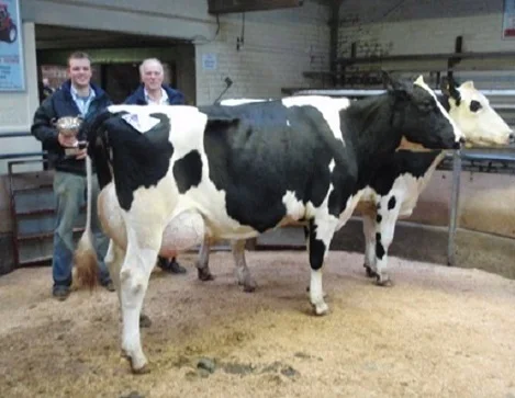 Embarazada lácteos ganado para la venta/Holstein vaca vacas para venta