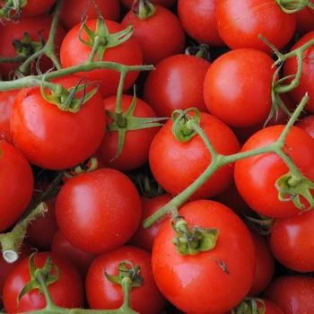 farm fresh tomatoes for sale