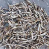 VILACONIC SELL DRY FISH, ANCHOVY, SPRATS FROM VIETNAM (Viber, Whatsapp: +84387264621)