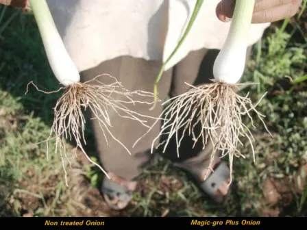 Onion comp 2 copy.JPG
