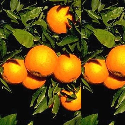 Fresh Orange, Oranges.jpg