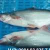 Very cheap price Frozen Pangasius whole round for Africa Market. Price $ CFR Matadi, Congo