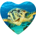 Home Decor 3D Printing Lenticular Fridge Magnet Custom 3D Picture