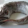/product-detail/hake-fish-eel-sardine-bonito-horse-mackerel-50042696151.html