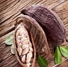 Cocoa Supplier Focus On Butter Powder Cocoa Export