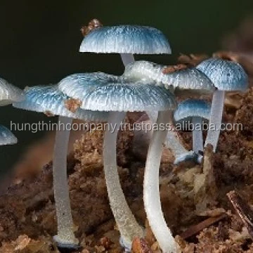 SAWDUST WOOD FOR GROWING MUSHROOM