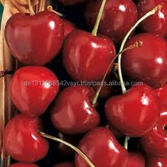 90% ready fresh cherries