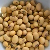 Food Grade Big Black Beans / Black Soya Bean/ Black Soybean Yellow Kernel