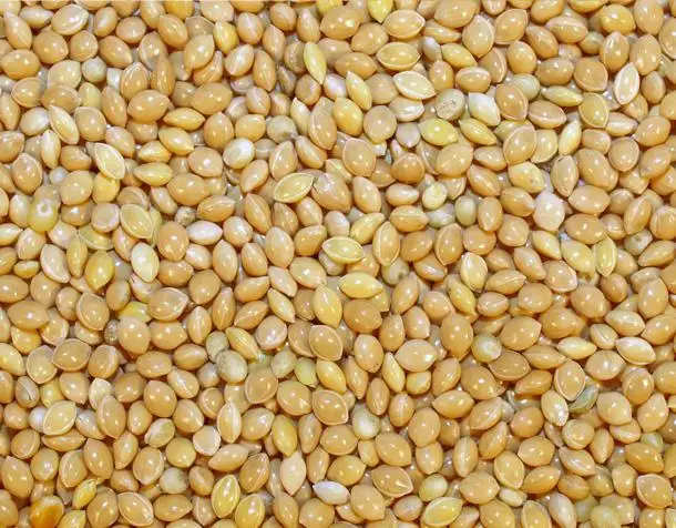 broom corn millet-source quality broom corn millet from global