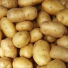 /product-detail/hot-sales-price-fresh-holland-potato-50039126912.html