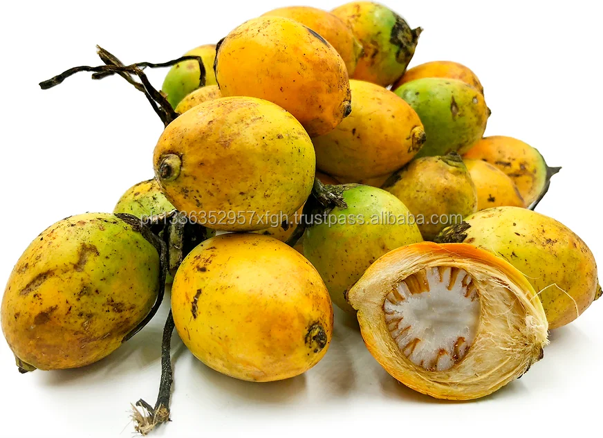 dried betel nut/areca nut (food medicine industry)