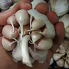 /product-detail/fresh-egyptian-garlic-brazilian-market-62016276837.html