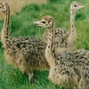 /product-detail/ostrich-chicks-62010719191.html