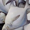/product-detail/chinese-pomfret-pampus-chinensis--62013018058.html