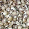High Quality Betel Nuts (Whole & Split)