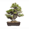 /product-detail/high-grade-professional-real-bonsai-plants-made-in-japan-62010670916.html
