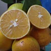 /product-detail/fresh-orange-fruit-green-as-export-oranges-62013092781.html