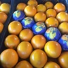 Fresh Orange, Citrus Fruits, Melon Fruits