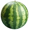 /product-detail/natural-royal-fresh-watermelon-fruit-for-sale-fresh-water-melon-62010428220.html