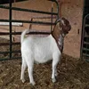 /product-detail/competitive-price-live-boer-goats-livestock-wholesale-62010317960.html