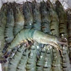 /product-detail/new-season-frozen-hoso-farming-black-tiger-shrimp-price-62012629210.html