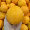 /product-detail/new-crop-fresh-navel-oranges-wholesale-exporters--62017512890.html