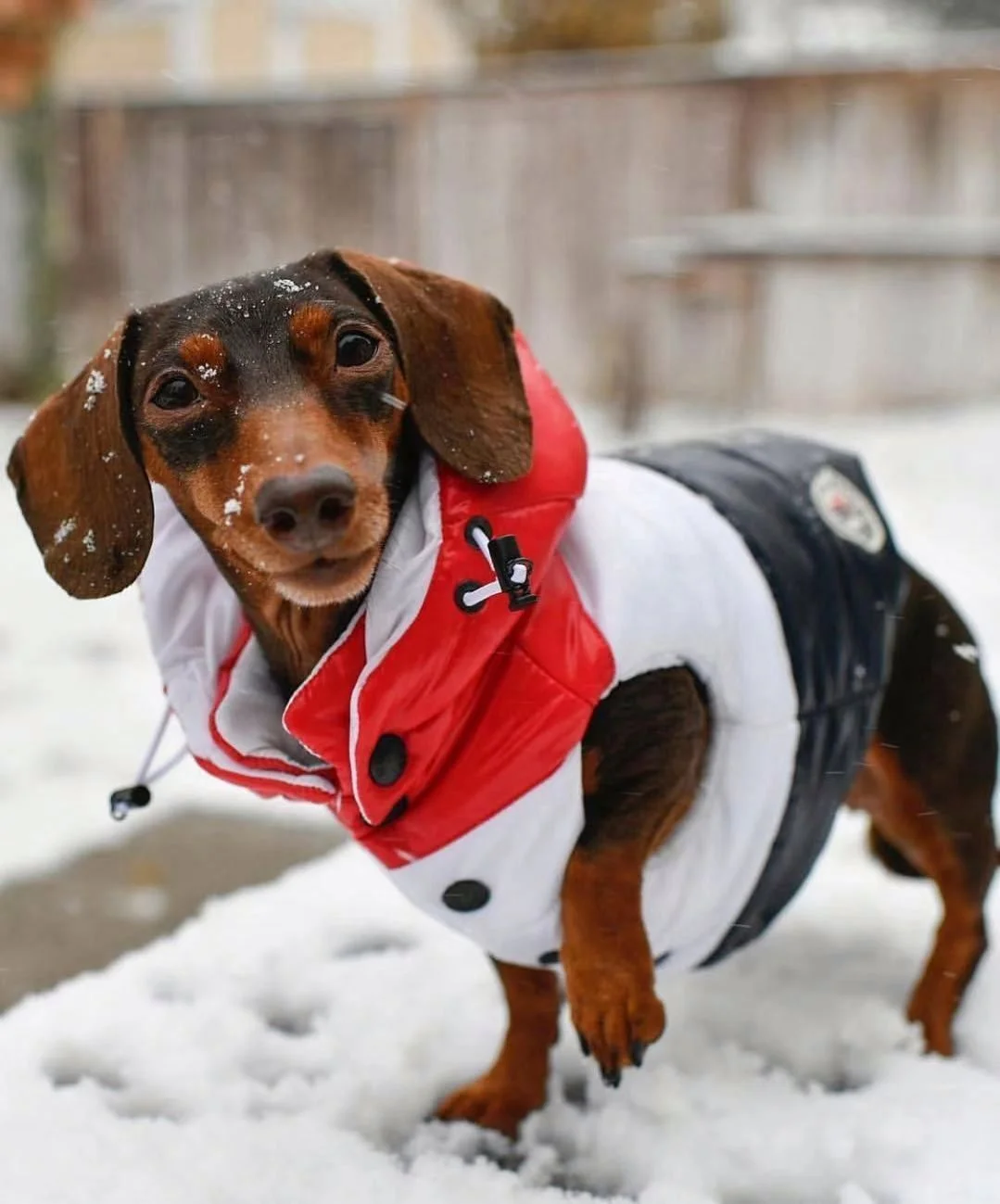 Autumn Winter Down Vest Fashion Contrast Stitching Pet Jacket New Design Warm For Dog, Picture
Autumn Winter Down Vest Fashion Contrast Stitching Pet Jacket New Design Warm For Dog, Picture