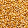 /product-detail/feed-corn-62017923521.html