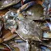 COMPETITIVE MARKET PRICE BLUE SWIMMING CRAB - CHILLED /COOKED/FROZEN AND ALIVE VARIETIES