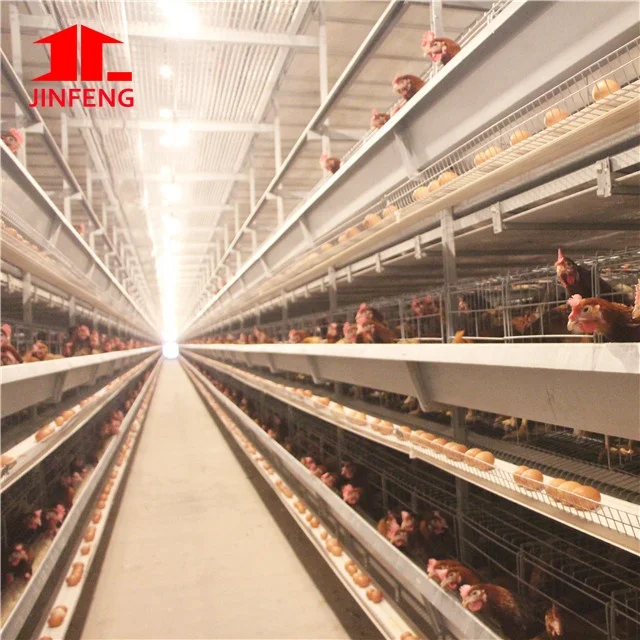 poultry equipment for sale & poultry equipment for layer  chicken