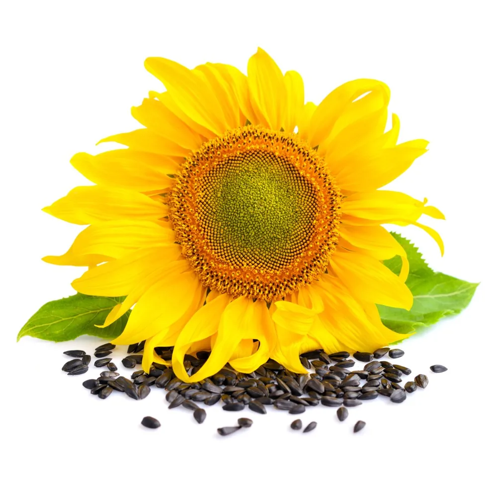 wholesale black sunflower seeds