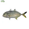Best Selling Seafood Frozen Fish Giant Trevally at Attractive Price