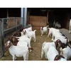 wholesale Pure bred boar goats for sale