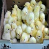 /product-detail/day-old-broiler-chicks-62017798422.html