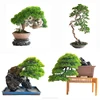 /product-detail/high-grade-japanese-real-bonsai-made-in-japan-62010666139.html