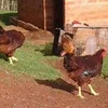 Best Dual-Purpose Live Chicken Breeds
