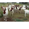 Boar goats & saanen goats available for Sale
