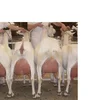 Saanen goats ready for export