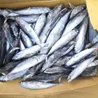 big bonito new arrival BQF seafrozen sea fish 500+ A grad for canned thailand