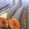 /product-detail/pine-spruce-birch-oak-ash-logs-timber-available-62011592792.html